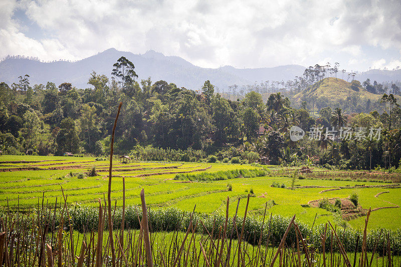 斯里兰卡Nuwara Eliya和Ella周围的高地上有稻田、山脉、棕榈树和竹子。